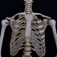 Orthopedic Massage Approaches to Upper Body Disorders