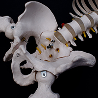 Structural Issues in the Spine